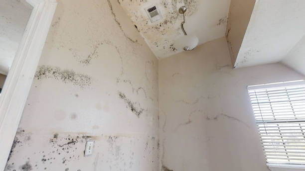 Environmental Consulting for Mold Prevention in Cameron Park, CA