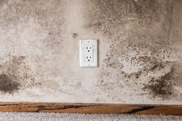 Forensic Mold Investigation in Cameron Park, CA